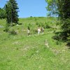 kenigzee 0042